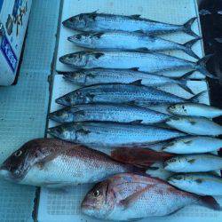 エムズジャーク（M’s JERK） 釣果