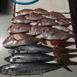 エムズジャーク(M’s JERK) 釣果