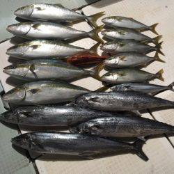 エムズジャーク（M’s JERK） 釣果