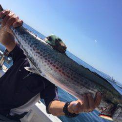 ランスルー 釣果