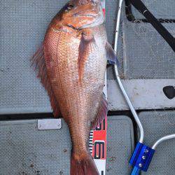 エヌスタイル 釣果