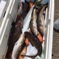 エヌスタイル 釣果