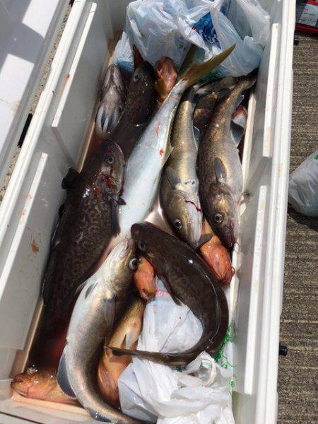 エヌスタイル 釣果