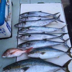 エムズジャーク（M’s JERK） 釣果