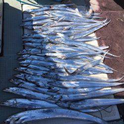 エムズジャーク（M’s JERK） 釣果