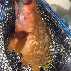 「LaGooN」蒼陽丸 日和号 釣果