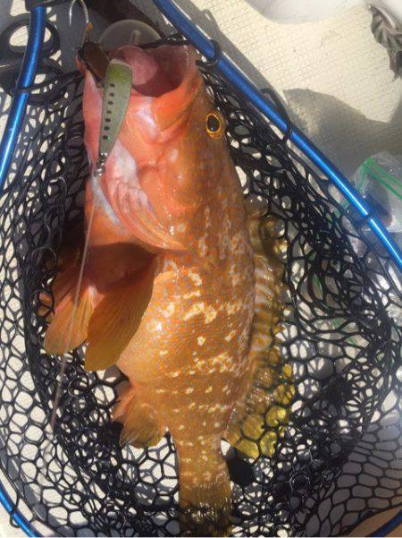 「LaGooN」蒼陽丸 日和号 釣果