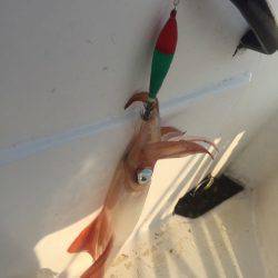 「LaGooN」蒼陽丸 日和号 釣果