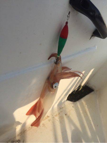 「LaGooN」蒼陽丸 日和号 釣果