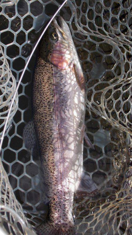 平谷湖フィッシングスポット 釣果