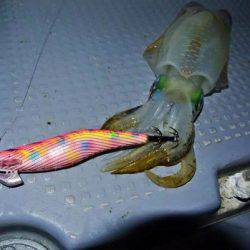 South Current 釣果