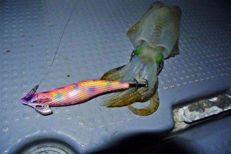 South Current 釣果