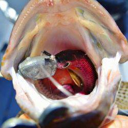 South Current 釣果