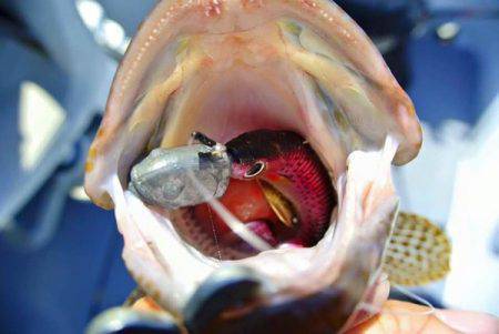 South Current 釣果