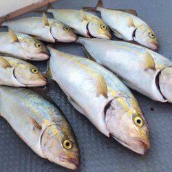 South Current 釣果