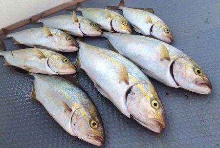 South Current 釣果