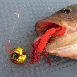 South Current 釣果