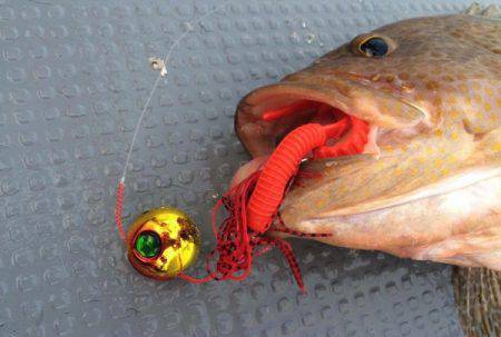 South Current 釣果