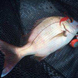 South Current 釣果