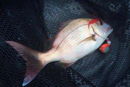 South Current 釣果