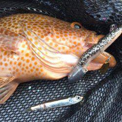 South Current 釣果