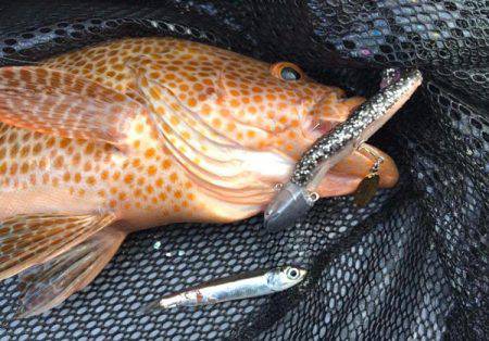 South Current 釣果