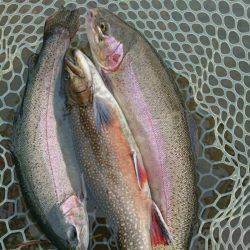 加賀フィッシングエリア 釣果