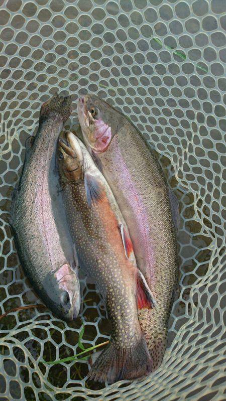 加賀フィッシングエリア 釣果