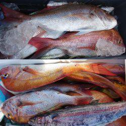 Big One　ビッグワン 釣果