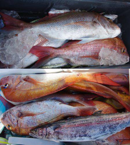 Big One　ビッグワン 釣果