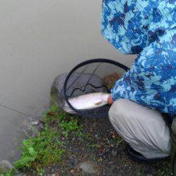 つりぼりあかし 釣果