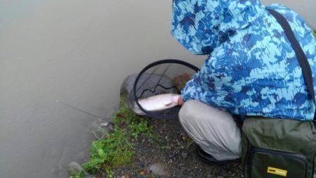 つりぼりあかし 釣果