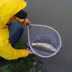つりぼりあかし 釣果