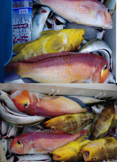 Big One　ビッグワン 釣果