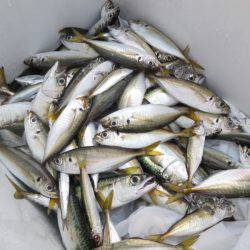 Chase（チェイス） 釣果