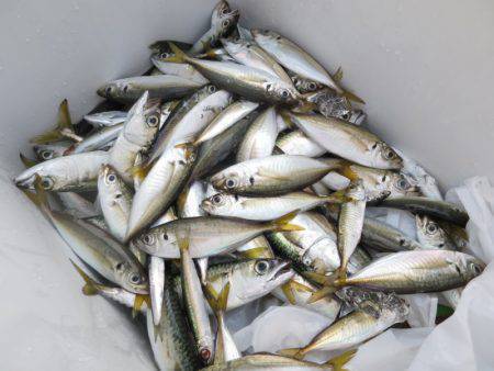 Chase（チェイス） 釣果