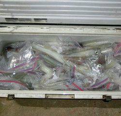 第二清洋丸 釣果