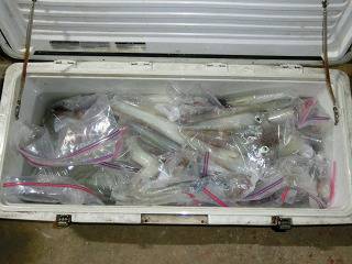 第二清洋丸 釣果