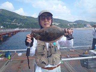 神戸市立須磨海づり公園　ヒラメ 	43cm…