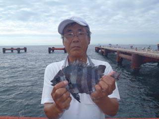 神戸市立須磨海づり公園　サンバソウ
