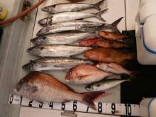 オーシャンスター(Ocean Star) …