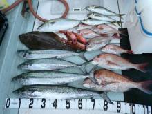 オーシャンスター(Ocean Star) …