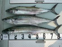 オーシャンスター(Ocean Star) …