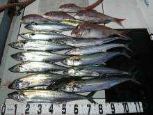 オーシャンスター(Ocean Star) …