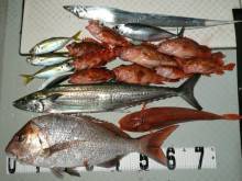 オーシャンスター(Ocean Star) …