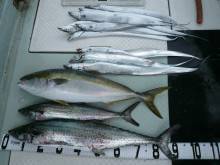 オーシャンスター(Ocean Star) …