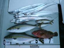 オーシャンスター(Ocean Star) …