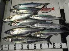 オーシャンスター(Ocean Star) …