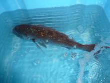 オーシャンスター(Ocean Star) 釣果