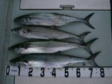 オーシャンスター(Ocean Star) …